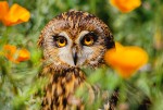 Short-Eared Owl (Asio flammeus)