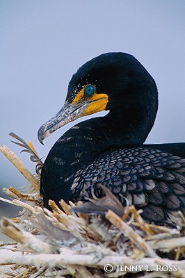 Double-Crested Cormorant (Phalacrocorax auritus albociliatus), adult on nest