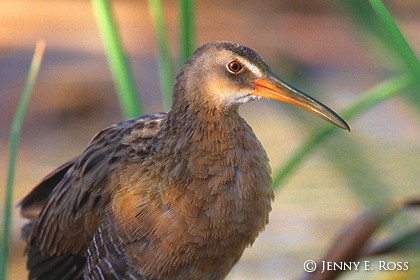 Yuma Clapper Rail (Rallus longirostris yumanensis)