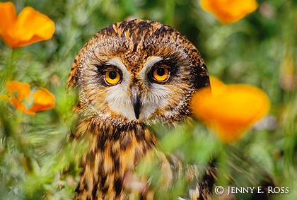 Short-Eared Owl (Asio flammeus)