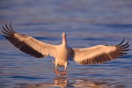 American White Pelican (Pelecanus erythrorhynchos)