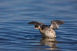 Eared Grebe (Podiceps nigricollis californicus)