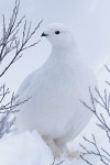 Rock Ptarmigan (Lagopus muta)