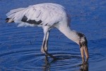 Wood Stork (Mycteria americana)