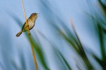 Marsh Wren (Cistothorus palustris)