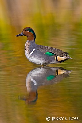 Green-Winged Teal (Anas crecca), adult male