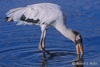 Wood Stork (Mycteria americana)