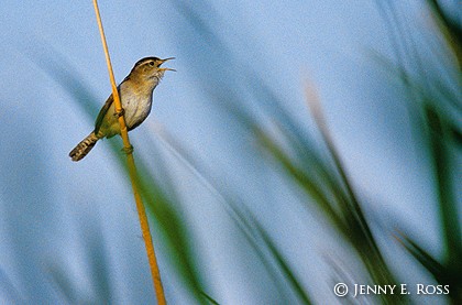 Marsh Wren (Cistothorus palustris)