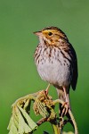 Savannah Sparrow (Passerculus sandwichensis)