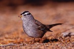 White-Crowned Sparrow (Zonotrichia atricapilla)