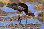 White-Faced Ibis (Plegadis chihi)