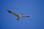 Caspian Tern (Sterna caspia)