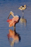 Roseate Spoonbill (Ajaia ajaja) and American Avocet (Recurvirostra americana)