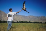 Scientist releasing a Swainson's Hawk (Buteo swainsoni) after banding it