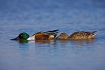 Northern Shovelers (Anas clypeata), adult male and female, feeding