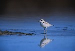 Western Snowy Plover (Charadrius alexandrinus nirosus), adult