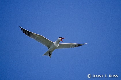 Caspian Tern (Sterna caspia)