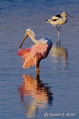 Roseate Spoonbill (Ajaia ajaja) and American Avocet (Recurvirostra americana)