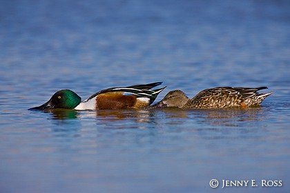 Northern Shovelers (Anas clypeata), adult male and female, feeding