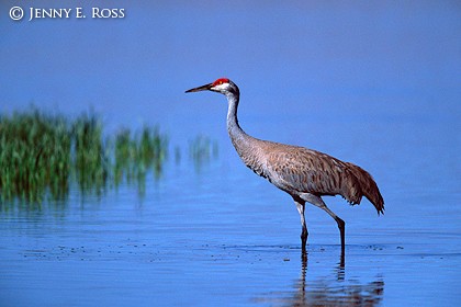 Greater Sandhill Crane (Grus canadensis tabida)