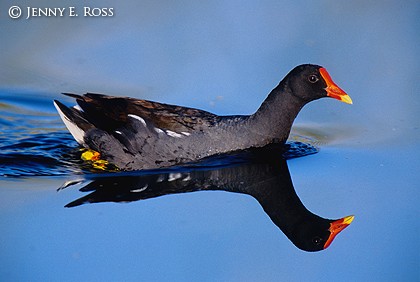 Common Moorhen (Gallinula chloropus)