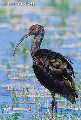 White-Faced Ibis (Plegadis chihi)