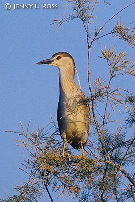 Black-Crowned Night-Heron (Nycticorax nycticorax), immature, first summer