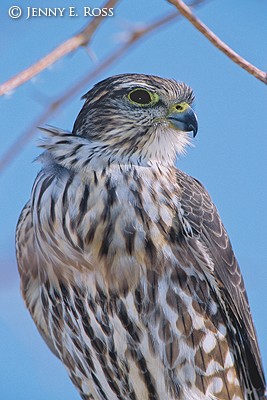 Merlin (Falco columbarius)