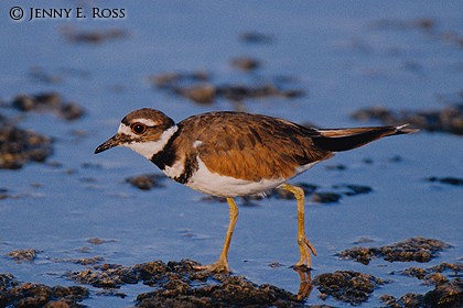 Killdeer (Charadrius vociferous)