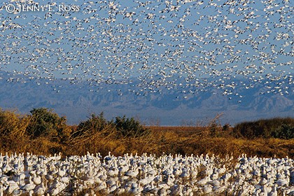 Snow Geese (Chen caerulescens) and Ross's Geese (Chen rossii)