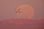 Snow Geese (Chen caerulescens) with moonrise at sunset