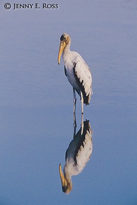 Wood Stork (Mycteria americana)