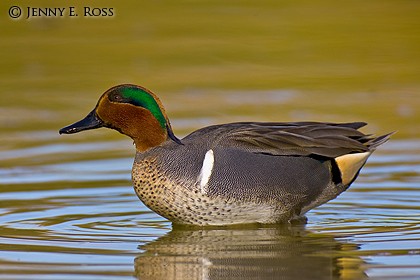 Green-Winged Teal (Anas crecca), adult male