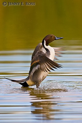 Northern Pintail (Anas acuta), adult male