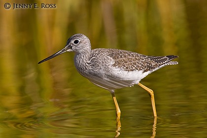 Greater Yellowlegs (Tringa melanoleuca)