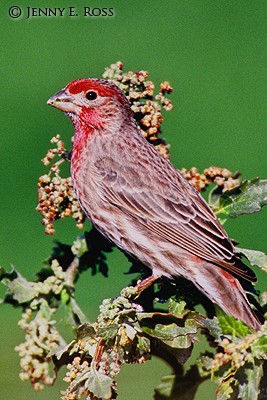 House Finch (Carpodacus mexicanus), adult male