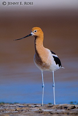 American Avocet (Recurvirostra americana)