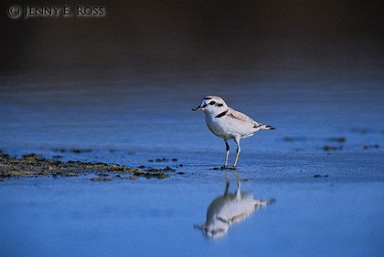 Western Snowy Plover (Charadrius alexandrinus nirosus), adult