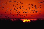 Snow Geese (Chen caerulescens) and Ross's Geese (Chen rossii)