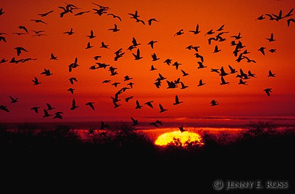 Snow Geese (Chen caerulescens) and Ross's Geese (Chen rossii)