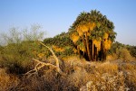 California Fan Palm Oasis