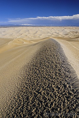 Algodones Dunes