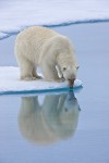 Polar Bear Reflection