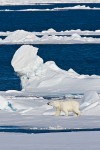 Adult male polar bear traveling on sea ice