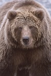 Kodiak Bear