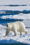 Adult male polar bear traveling on sea ice