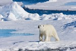 Adult male polar bear traveling on sea ice