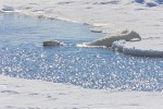 Polar bear slowly sliding into water between ice floes to begin an "aquatic stalk"