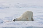 Polar bear and ivory gull after a meal of seal