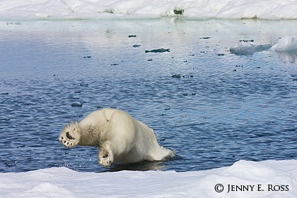 Subadult polar bear diving off an ice floe into an open lead